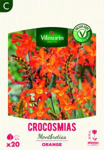 Montbrétia Crocosmia Orange (x20)